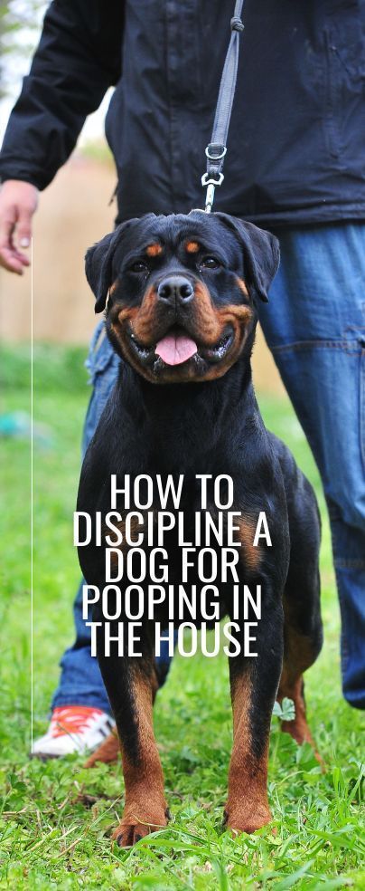 Many dog owners wonder how to discipline a dog for pooping in the house and what steps to take afterwards to train proper pooping. If you are a new dog owner, your dog will do 1001different things every day without thinking twice about it. Dog Pooping In House, Dog Tricks Easy, Stop Dog Barking, Dog Potty Training, Dog Potty, House Training Dogs, Dog Steps, Bad Behavior, Dog Brain