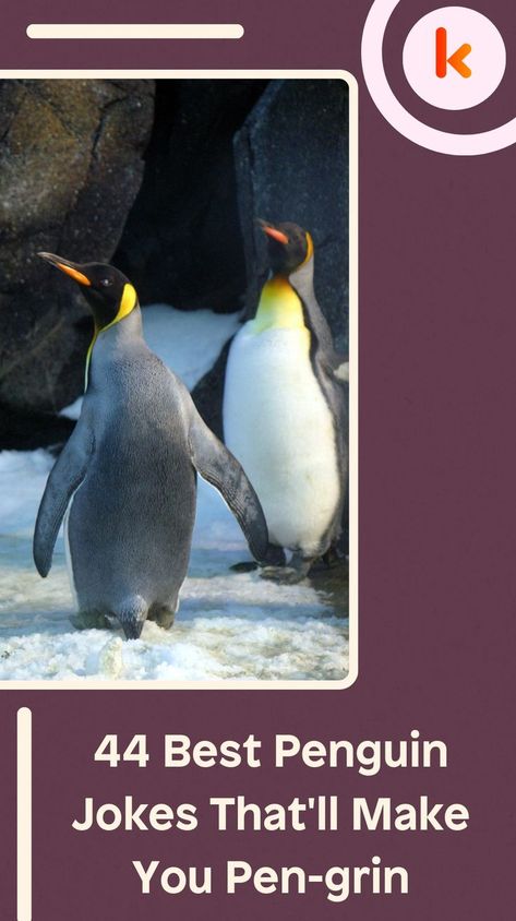 44 Best Penguin Jokes That'll Make You Pen-grin Penguin Jokes, Haha Meme, Happy Penguin, Hilarious Humor, Laugh Out Loud, Jokes Funny, Funny Comedy, You Call, Out Loud