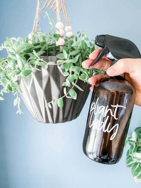 Learn how to make a bug repellent for your indoor plants that really works! #thieves #thievesforthewin #thievesandplants #plantspray #bugspray #diyplantspray #diybugspray #thievestheday #yleo #youngliving #younglivingessentialoils #thievesessentialoil #thieveshouseholdcleaner Plant Spray For Indoor Plants, Essential Oils For Plants, Bug Spray For Indoor Plants, Non Toxic Bug Spray For House, Young Living Bug Spray Recipe, Essential Oil Bug Spray For Home, Pesticides For Plants, Bug Spray For Plants, Essential Oil Plant Spray For Bugs