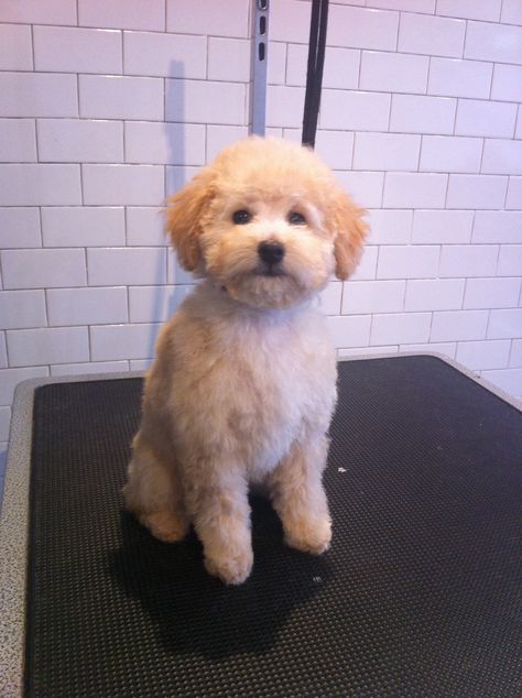 Teddy,  3 month old poodle puppy, first haircut, 0 comb over 30 blade, scissor face. Puppy Teddy Bear Haircut, Bichon Frise Poodle Haircut Styles, Fluffy Dog Haircut, Short Maltipoo Haircut, Teddy Bear Cut Maltipoo, Bichpoo Haircut, Pomapoo Haircut Styles, Maltipoo Haircut Styles Teddy Bears, Poodle Haircut Styles Teddy Bears