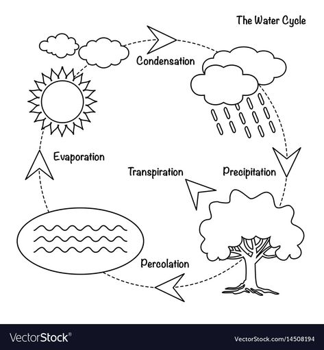 Carbon Dioxide Oxygen Cycle, Water Cycle Drawing, Water Cycle Project, Water Cycle Diagram, Water Cycle Activities, Water Cycle Worksheet, Cycle Drawing, Animal Life Cycles, Life Cycles Activities