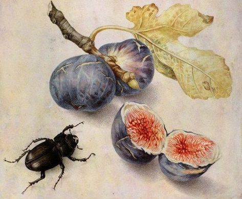 Illustration Botanique, Italian Painters, Botanical Painting, Scientific Illustration, Art Et Illustration, A4 Poster, Botanical Drawings, Art And Illustration, Italian Artist