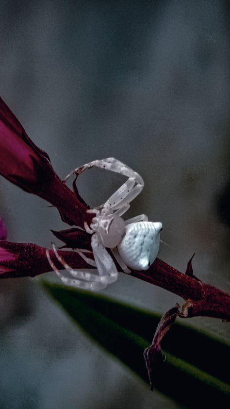 #spider #insect #beautiful #photography Flower Crab Spider, Flower Crab, Aesthetic Clicks, Spiderverse Dr, Crab Spider, A Flower, Crab, Art Journal, Floral