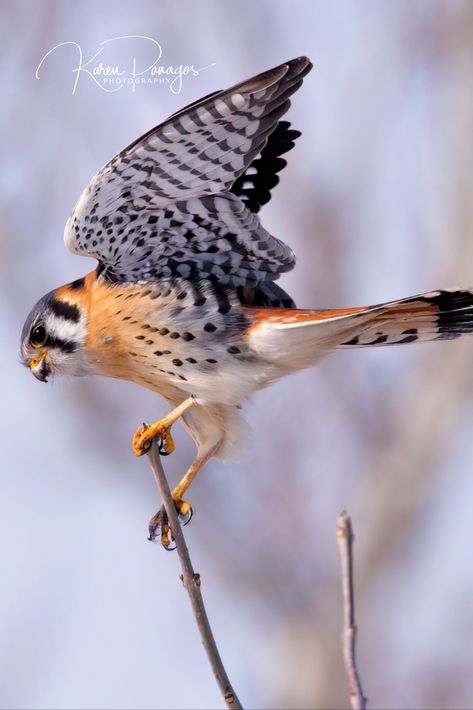 American Kestrel, Wildlife Decor, Animal Study, Kestrel, Animal Species, Bird Decor, Nature Decor, Wild Birds, Bird Watching