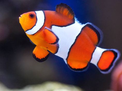 Comment élever un poisson-clown en aquarium d'eau de mer ? Avec quels poissons l'installer ? Clown Photos, Clown Fish, Sea Animals, Quiet Book, Fish Pet, Cute Animals, Fish, Illustrations, Drawings