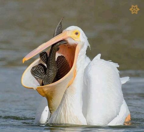 White Pelican, Bird Watcher, Character Sketches, Art Gallery Wallpaper, California Usa, Bird Feathers, Black Bird, Beautiful Birds, Animal Kingdom