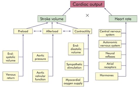 Cardiac Output, Cardiac Output Notes, Exercise Physiology, Pharmacy School, Cardiac Nursing, Med Surg, Central Nervous System, Cardiovascular System, Medical School Essentials