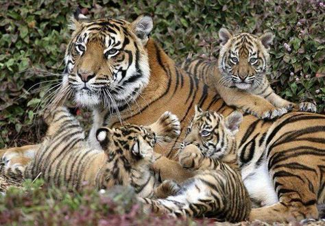 Tiger family Tiger Family, Baby Tigers, Sumatran Tiger, Cat Species, Tiger Pictures, Earth Pictures, Tiger Cub, Bengal Tiger, Baby Animals Funny