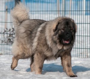 sarplaniac photo | Meet the Sarplaninac Dog, learn about its puppies and more! Fluffy Dog Breeds, Caucasian Shepherd Dog, Caucasian Shepherd, Rare Dog Breeds, Fluffy Dog, Funny Farm, Giant Dogs, Herding Dogs, Aggressive Dog