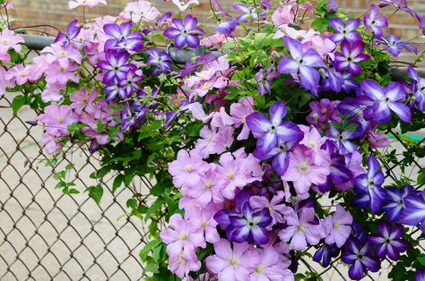 https://flic.kr/p/9hqaFi | Comtesse de Bouchard & Venosa Violacea Clematis Combinations, Potted Roses, Rose Food, Climbing Clematis, Plant Combos, Outside Plants, Clematis Flower, Planting Pots, Companion Plants