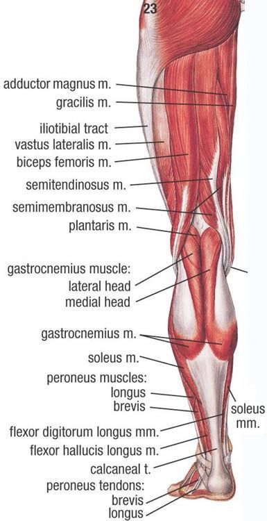 Leg Muscles Anatomy, Nurse Practioner, Leg Anatomy, Human Muscle Anatomy, Sports Massage Therapy, Body Pics, Anatomy Models, Muscular System, Human Body Anatomy