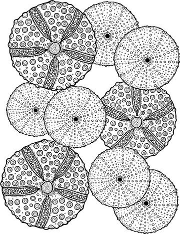 Zentangle Ocean Patterns, Ocean Zentangle Patterns, Sea Coral Drawing, Ocean Life Drawings, Sea Urchin Tattoo, Ocean Coloring Pages For Adults, Ocean Theme Art, Ocean Themed Art, Ocean Drawings