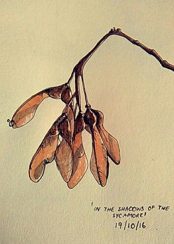 Seed Pods Drawing, Sycamore Seed Tattoo, Seed Pod Tattoo, Seed Drawing, Fern Jewelry, Illustrated Plants, Seed Pods Art, Seed Tattoo, Sycamore Seed