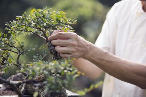 Horticultural Therapy Uses Nature to Help Heal Magical Photography, New Hospital, Healing Garden, Live Tree, California Garden, Harvest Recipes, Work Skills, Bonsai Trees, Nature Sounds