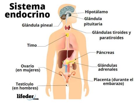 Sistema endocrino: funciones, partes, hormonas, enfermedades - Lifeder Medicine Student, Medical School Studying, Bullet Journal School, Anatomy And Physiology, Medical School, Medical Supplies, Biology, Teaching Resources, Google Images