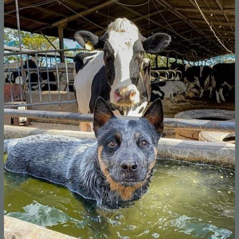 Blue Healer, Aussie Cattle Dog, Heeler Dogs, Austrailian Cattle Dog, Cattle Dogs Rule, Heeler Puppies, Blue Heelers, Blue Heeler Dogs