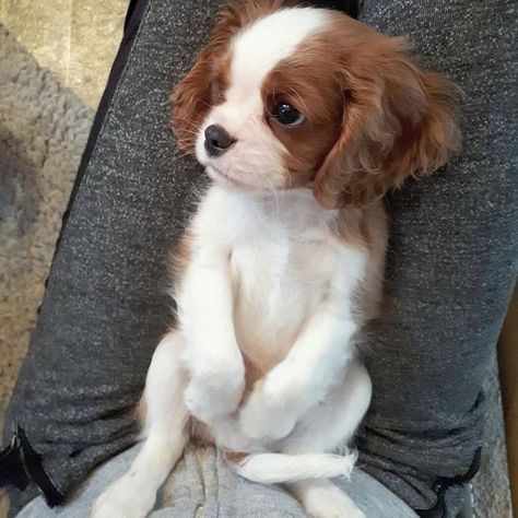 Cavalier King Spaniel, King Spaniel, Cavalier Dog, King Charles Puppy, Cavalier King Charles Dog, Cavalier Puppy, Small Puppy, King Charles Dog, King Charles Cavalier Spaniel Puppy