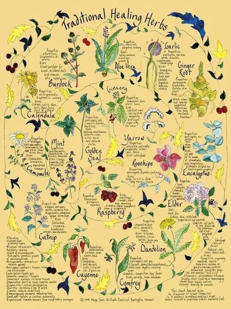 The woman i studied with in Oregon had this poster and I loved it for the vaguely 1970s vibe. Would like the lettering to have just a hint of vintage without looking too kitchy Magia Das Ervas, Healing Plants, Herbal Apothecary, Herbal Healing, Garden Indoor, Healing Herbs, Planting Herbs, Witchy Woman, Medicinal Herbs