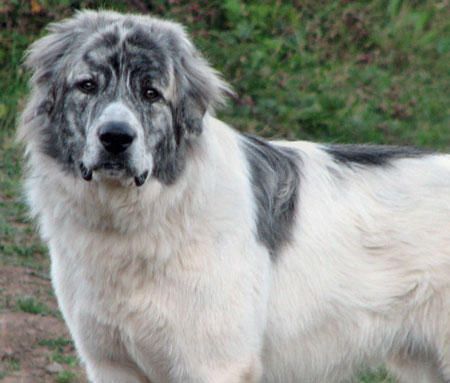 Noah the Great Pyrenees, the most gorgeous G-Pyr I've ever seen! Great Pryness, Bernese Mountain Dog Mix, Dog Litter Box, Doggy Door, Pyrenean Mountain Dog, Pyrenees Dog, Great Pyrenees Dog, Dog Mixes, Great Pyrenees