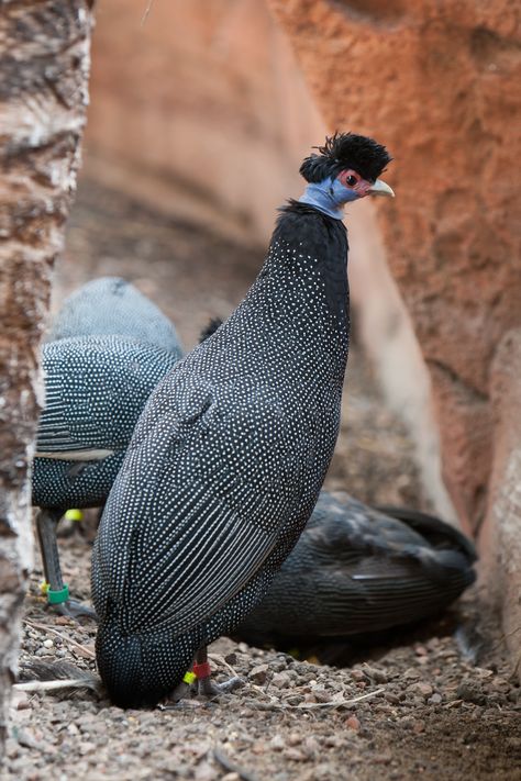 Plumed guineafowl Endangered Animals Infographic, South African Birds, Animal Infographic, Life Drawing Reference, Guinea Fowl, Central Africa, Rare Birds, Endangered Animals, Majestic Animals