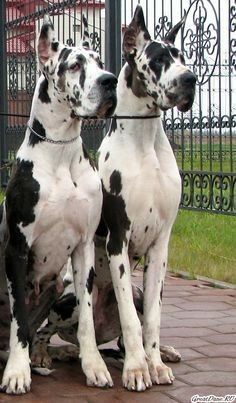 Massive Dogs, Pet Anime, Dog Valentine, Wallpaper Dog, Tattoo Dog, Dane Puppies, Big Dog Breeds, Aesthetic Dog, Dog Aesthetic