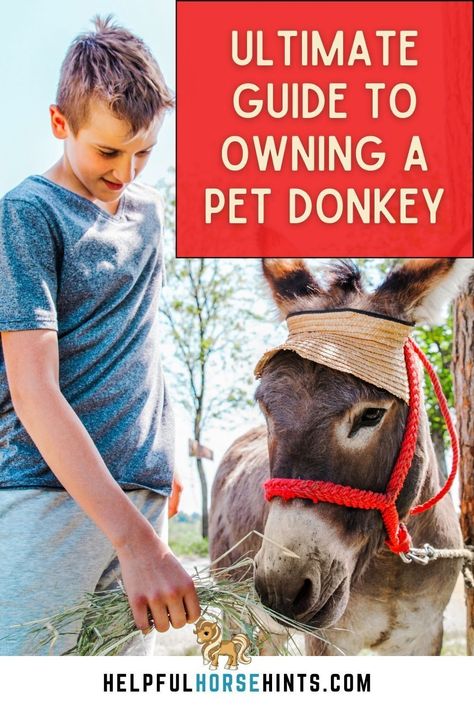 Donkeys may be hardy animals, but they still need plenty of care so that they can live long, healthy lives. If you want to own or already have a pet donkey, there are some important things that you should know. Owning a pet donkey is not without its obstacles, but it is fairly straightforward. The more you know about owning pet donkeys, the longer and healthier their life will be. #pet #care #videos #kong #drawing #aesthetic #helpfulhorsehints Donkey Shelter, Mini Donkey Care, Pet Donkey, Donkey Care, A Donkey, Mini Donkey, Miniature Donkey, Future Farms, The Donkey