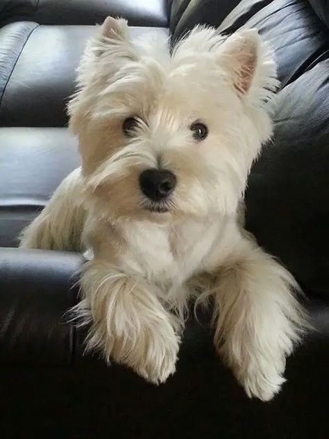 Westie Puppies, Westie Dogs, White Terrier, West Highland Terrier, West Highland White Terrier, White Dog, Scottish Terrier, White Dogs, Terrier Dogs