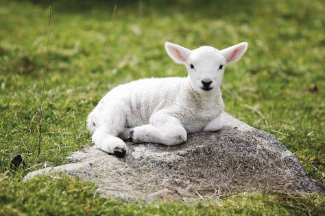 sitting on a rock Lamb Drawing, Inktober 2023, Lion And Lamb, Cute Lamb, Baby Sheep, Cute Goats, Baby Lamb, Sheep And Lamb, Cute Sheep