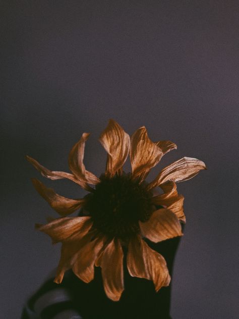 Nature Aesthetic Outfit, Aesthetic Sunflower, Sunflower Aesthetic, Flowers Dark, Sunflower Pictures, Dark Green Aesthetic, Dark Nature Aesthetic, Flower Iphone Wallpaper, Dark Flowers