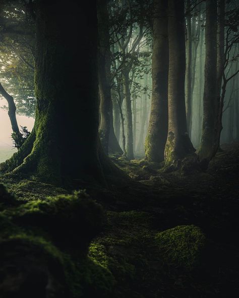 Dark Naturalism, Dark Forest Aesthetic, Forest Core, Forest Scenery, Dark Green Aesthetic, Fantasy Aesthetic, Dark Forest, Magical Places, Nature Aesthetic