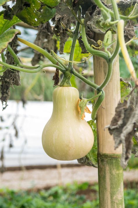 How To Trellis And Grow Squash Vertically For Higher Yields In Less Space Store Spaghetti Squash, Grow Squash Vertically, Growing Butternut Squash, Squash Growing, Grow Squash, Squash Trellis, Growing Cucumbers Vertically, Growing Squash, Squash Plant