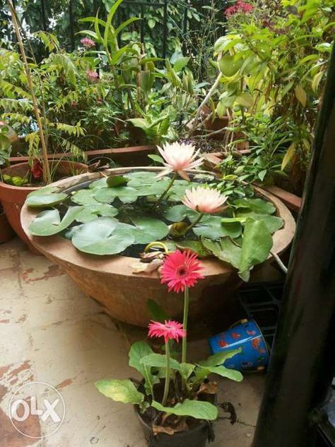 Lotus Garden Outdoor, Lotus Pond At Home, Lotus Plant At Home, Lotus Pond Garden, Small Space Landscaping, Patio Ponds, Waterlily Pond, Container Water Gardens, Patio Pond