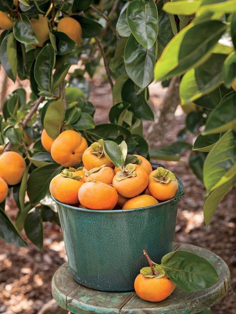 Fuyu Persimmon Tree, Growing Blackberries, Persimmon Tree, Persimmon Fruit, Balkon Decor, Growing Fruit Trees, Garden Idea, Low Maintenance Garden, Food Forest