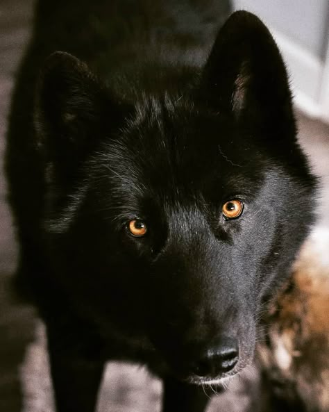 Stay wild,  Moon child. 🌜🌑🌒🌓🌔🌕🌖🌗🌘🌛 #wolfdogpuppy #wolfdogtruth #wolfdogcross #wolfhybrid #wolfdog Black Wolfdog, Captain Fordo, Wolf Dog Puppy, Black Wolves, Wolf Oc, Werewolf Aesthetic, Wolf Hybrid, Wolf Photography, Wild Animals Pictures