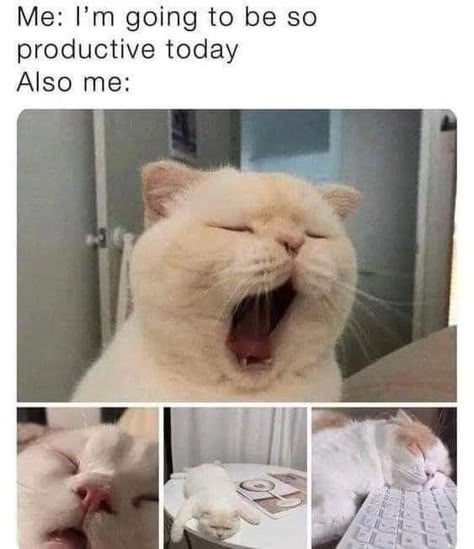 Cheezburger Cat, Funny Cat Memes, Wholesome Memes, Grumpy Cat, I Can Relate, Relatable Stuff, Random Memes, Animal Memes, Funny Cat