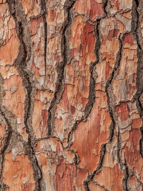 "Tree Bark Texture Pattern" iPhone Case & Cover by ind3finite | Redbubble Tree Bark Pattern, Tree Bark Aesthetic, Tree Bark Photography, Dignity Collage, Texture Inspiration Textiles, Tree Bark Painting, Treehouse Illustration, Camo Spray Paint, Oak Tree Bark