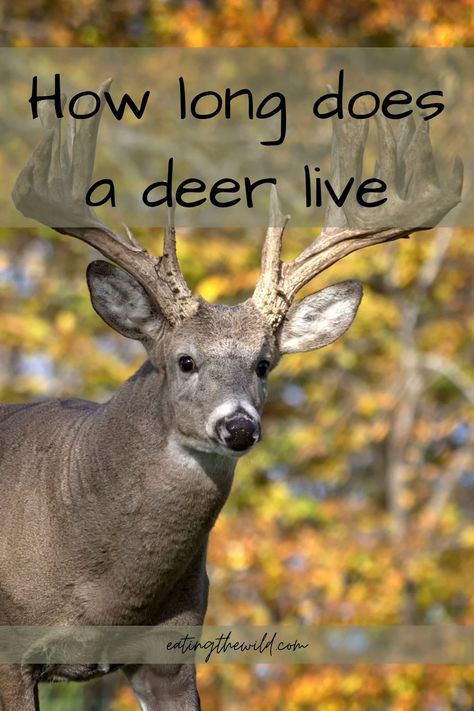 Mammals Activities, Deer Bedding, Whitetail Hunting, Hunting Property, Bible Guide, Whitetail Bucks, Hunting Tips, Turkey Hunting, Mule Deer