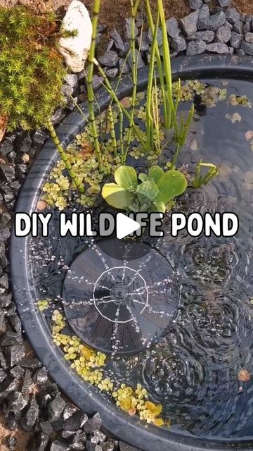 Oxygen Plant, Diy Pond, Eco Garden, Small Pond, Prairie Home, Small Ponds, Slug, Enjoying The Sun, Water Flow