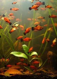 Platy Fish, Aquarium Set, Fish Tank Design, Guppy Fish, Non Human, Tropical Aquarium, Fish Breeding, Baby Fish, Cool Fish