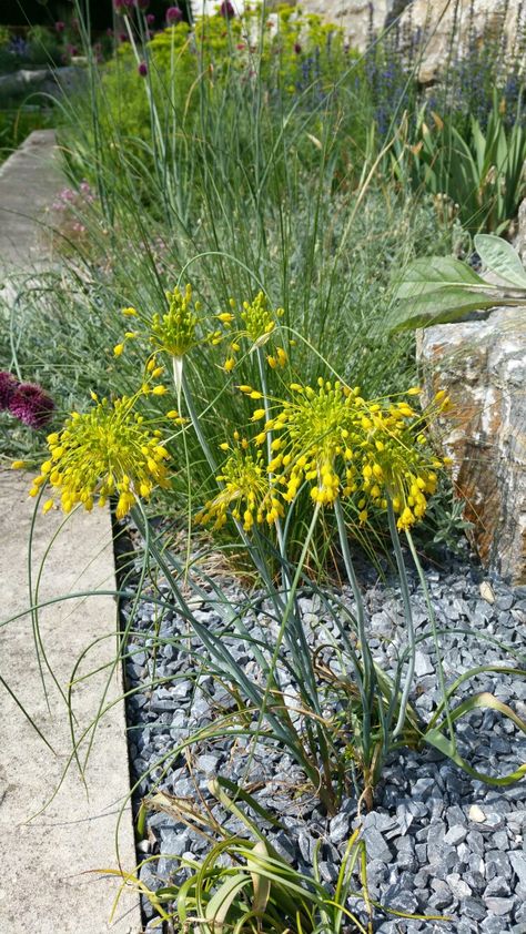 Allium Flavum, Late Summer, Queen, Yellow, Plants