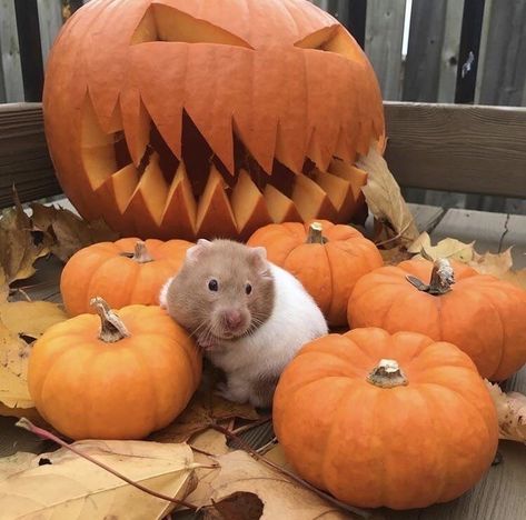 Hamster Care, Reference Board, Funny Story, Mouse Rat, Halloween Photoshoot, Cute Hamsters, Pet Rats, Fall Feels, Rodents