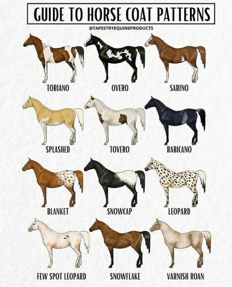 Horse Coat Patterns, Horse Color Chart, Sims Horses, Pig Breeds, Horse Markings, Horse Coat Colors, Horse Anatomy, Horse Artwork, Horse Tips