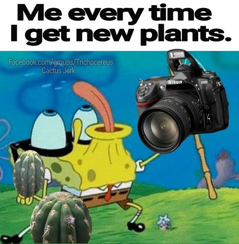 Plant Jokes, Gardening Plants, Cactus Art, Plant Lady, How I Feel, Horticulture, Botany, Memes Quotes, Succulent