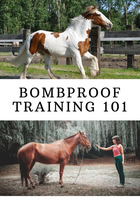 Horse Training Ground Work, Horse Training Exercises, Horseback Riding Tips, Horse Lessons, Riding Tips, Horse Exercises, Horse Facts, Horse Riding Tips, Rabbit Cages