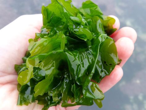 Green seaweed, super foods, edible seaweeds, Ulva lactuca, Cornwall foraging, wild food, vitamin C. Sea Lettuce, Roast In The Oven, Edible Seaweed, Spanish Omelette, Sea Vegetables, Sea Plants, Wild Garlic, Colorful Places, Mermaid Life