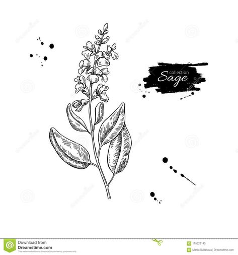 Sage Bush Tattoo, Sage Flower Drawing, Sage Bundle Drawing, Sage Plant Drawing, Sage Flower Tattoo, Sage Plant Tattoo, Sage Tattoo Flower, Sage Brush Tattoo, Timeline Tattoo