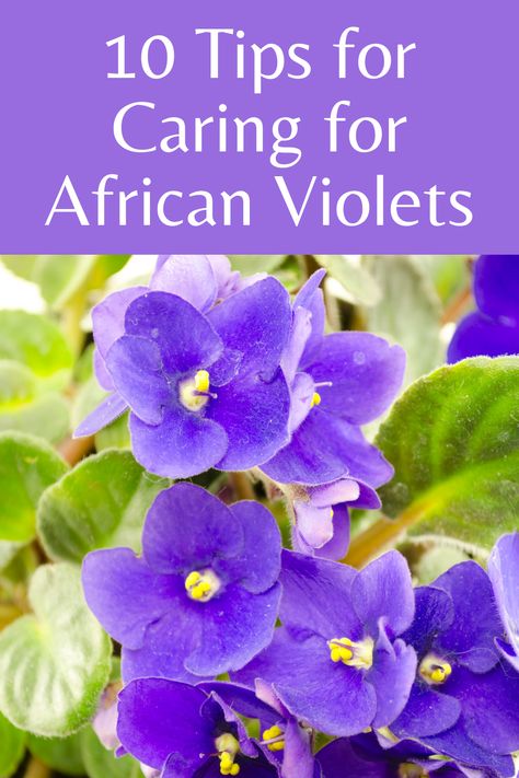 10 Tips for Caring for African Violets Caring For African Violets, How To Care For African Violets, How To Grow African Violets, African Violet Care Tips, African Violets Care, Violet Plants, African Violet Care, Houseplants Decor, African Violet Pots