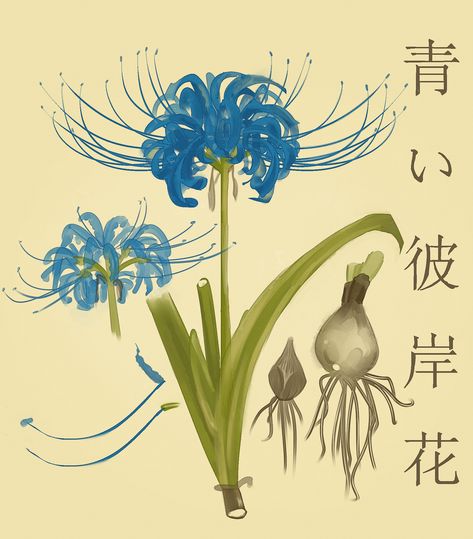 Elusive Blue Spider Lily by SeafoamPanda on Newgrounds Blue Spider Lily, Lilies Drawing, Red Spider Lily, Spider Lily, Beautiful Flower Drawings, Blue Lily, Flower Meanings, Nothing But Flowers, Blue Anime