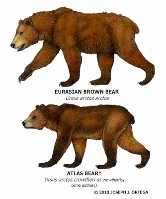 Atlas Bear, Paleo Art, Extinct Animals, Majestic Animals, Human History, Animal Species, Prehistoric Animals, Size Comparison, Grizzly Bear