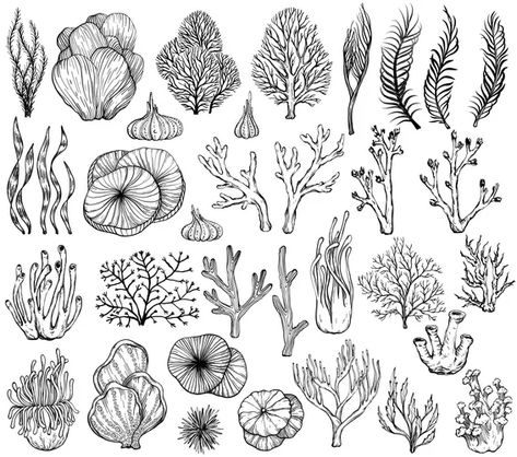 Silhouette sea coral reef oceanic animal set Vector Image Coral Reef Drawing, Coral Tattoo, Coral Black And White, Coral Drawing, Ocean Sleeve, Sea Vector, Ocean Plants, Ocean Drawing, Sea Drawing